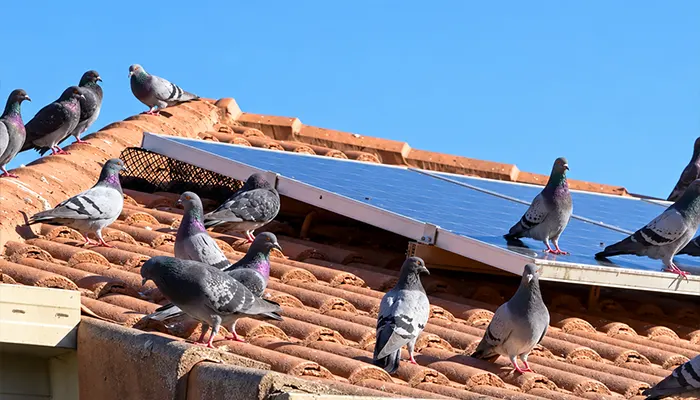 Solar panel bird proofing