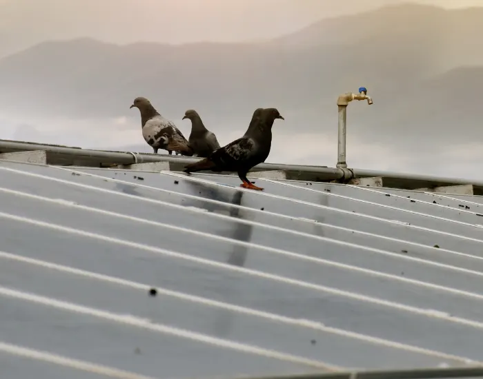 Solar panel bird proofing yucaipa